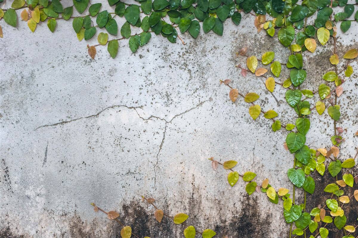 Fototapeta listy sú zelenožlté na sivom podklade