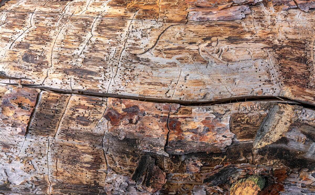 Fototapeta štruktúra hnijúceho dreveného materiálu