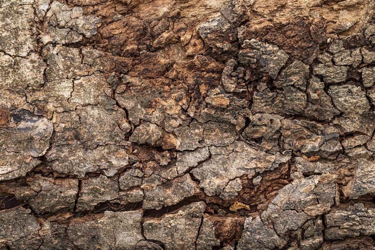 Fototapeta autentická drevená koža