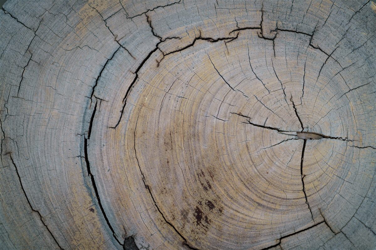 Fototapeta detailný pohľad na kmeň stromu