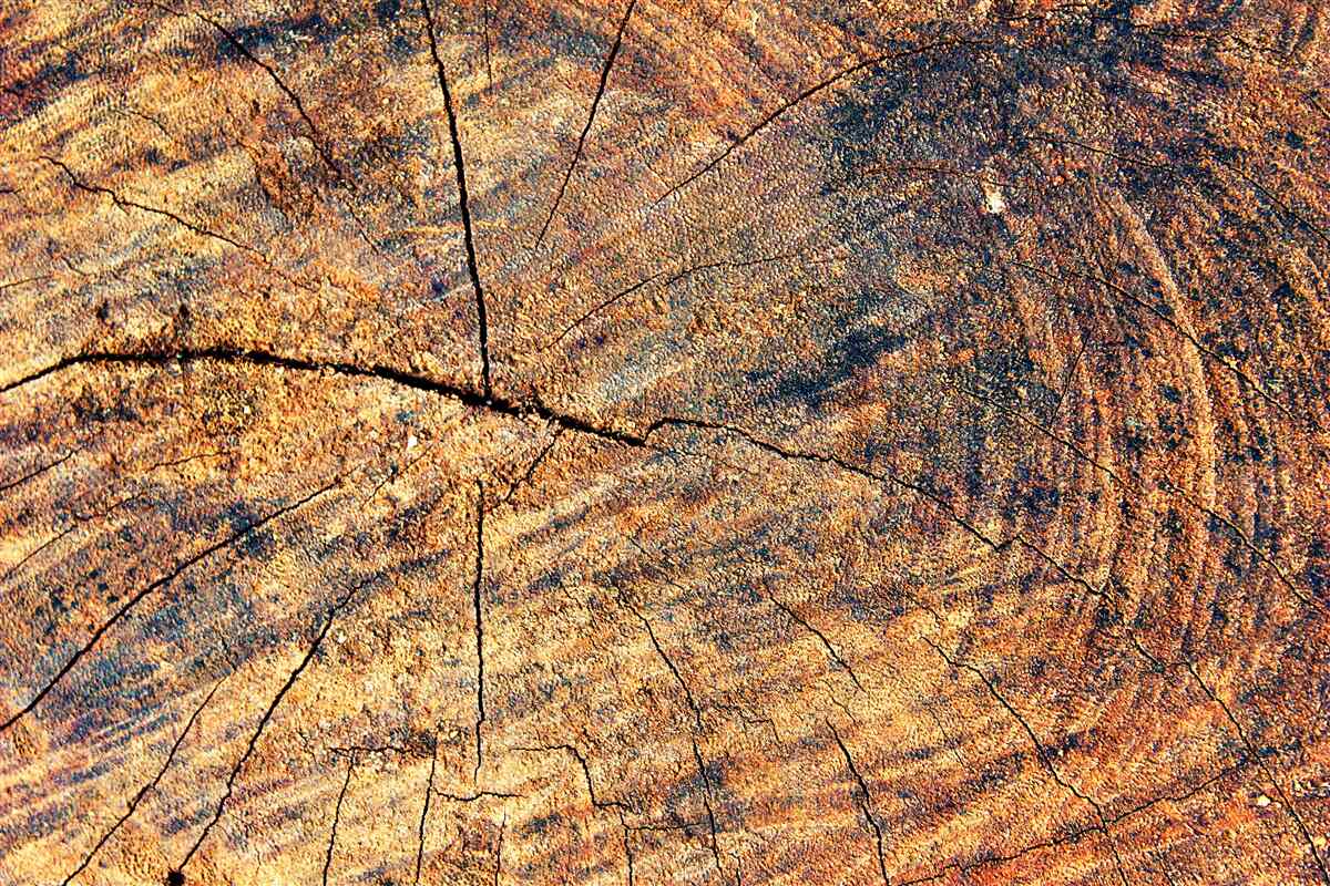 Fototapeta Reťaze života stromu na rezanom kmeni