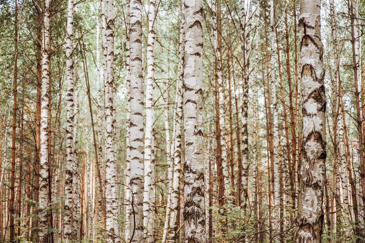 Fototapeta V zelenom lese stoja brezy Sledrine