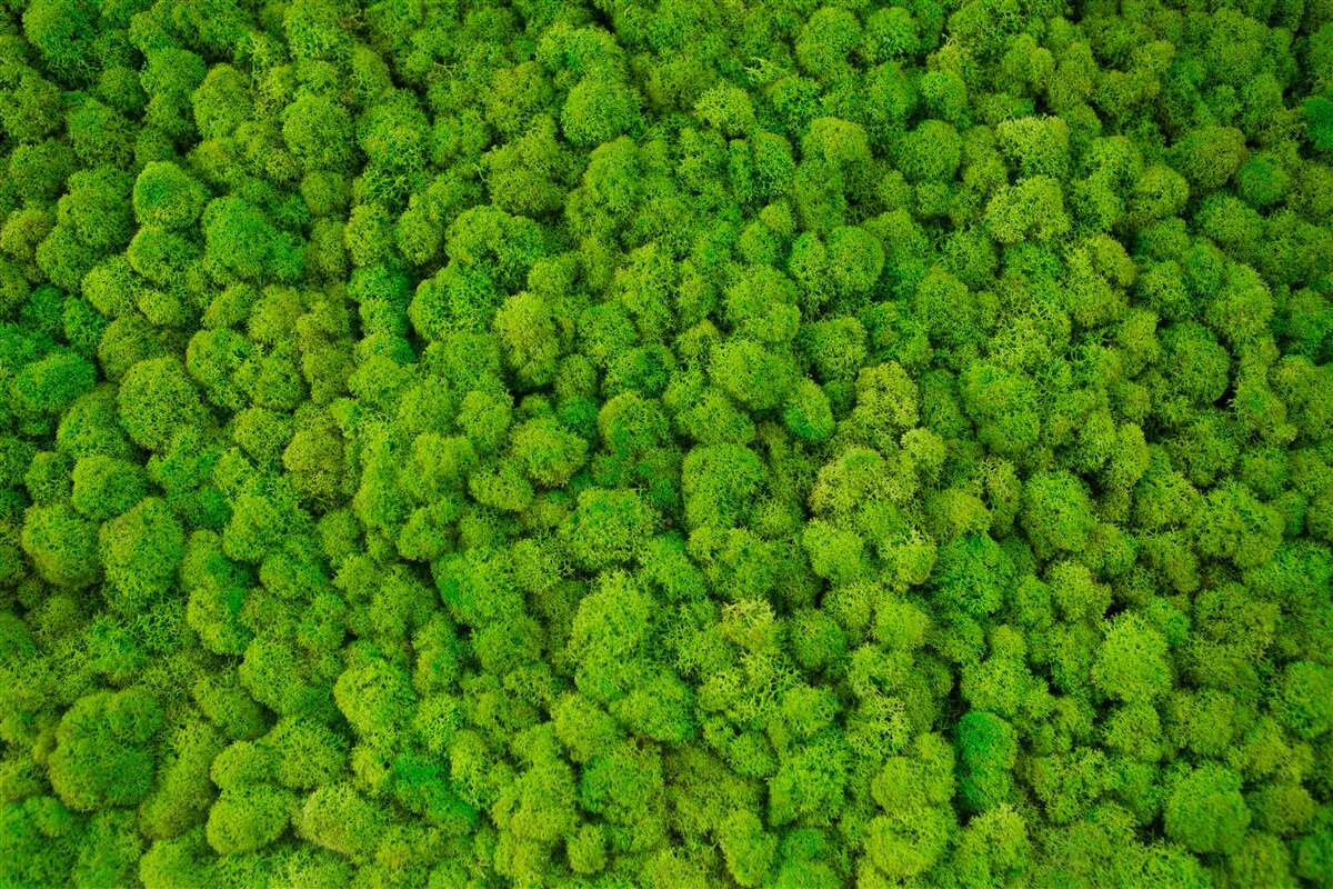 Fototapeta husté vrcholy zelených lesných obrov