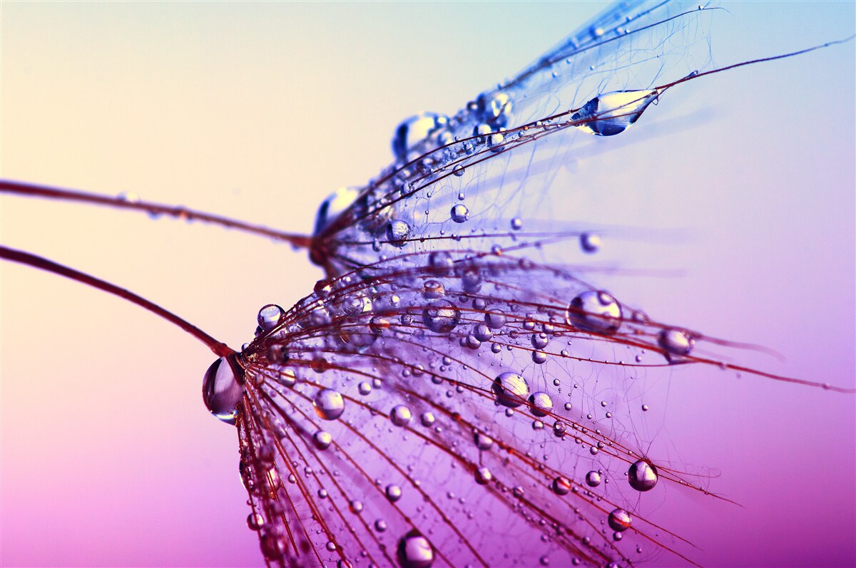 Fototapeta pri západe slnka kvapky rosy zdobia púpavu