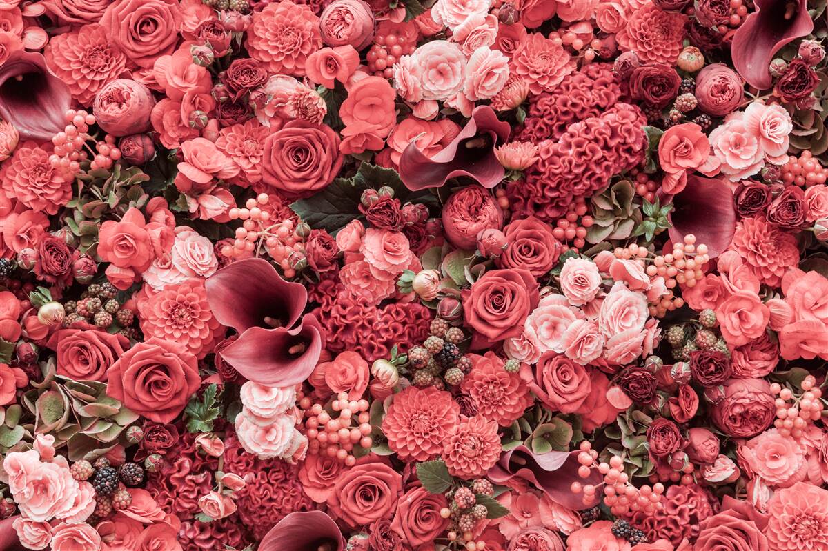 Fototapeta sada letných červených kvetov