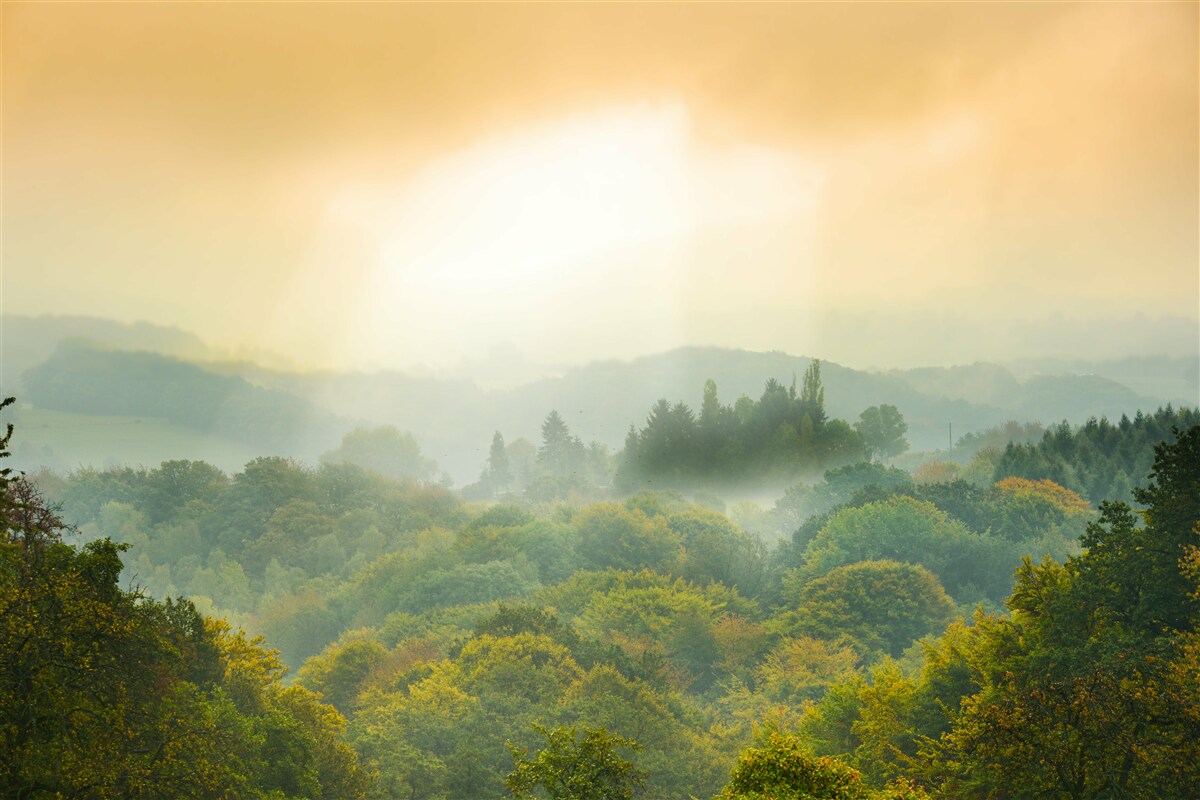 Fototapeta Nad zadymeným lesom začína svitať