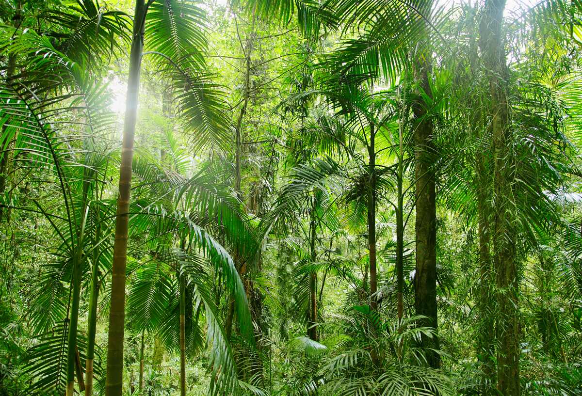 Fototapeta bujná vegetácia v zalesnenej oblasti