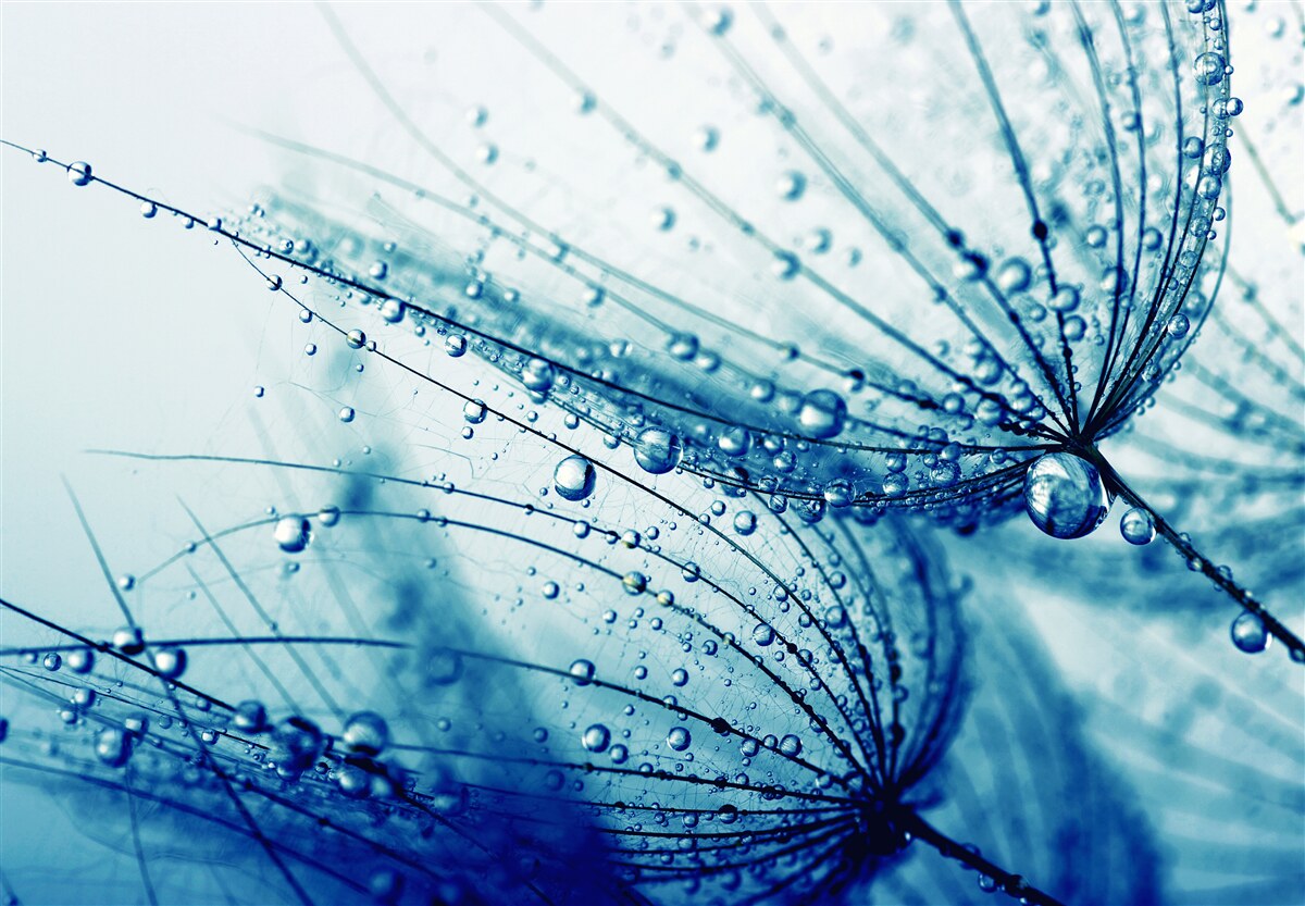 Fototapeta kvapky na púpavu