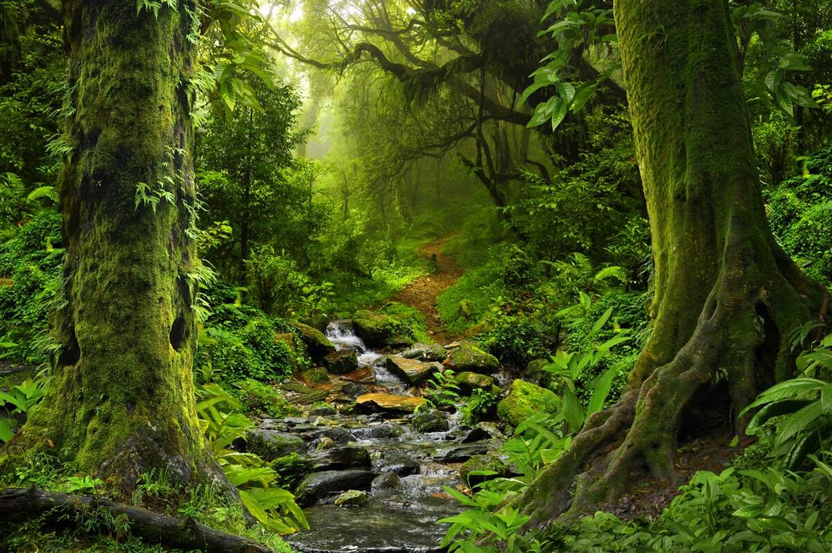 Fototapeta Svitanie nad vodopádom uprostred lesa