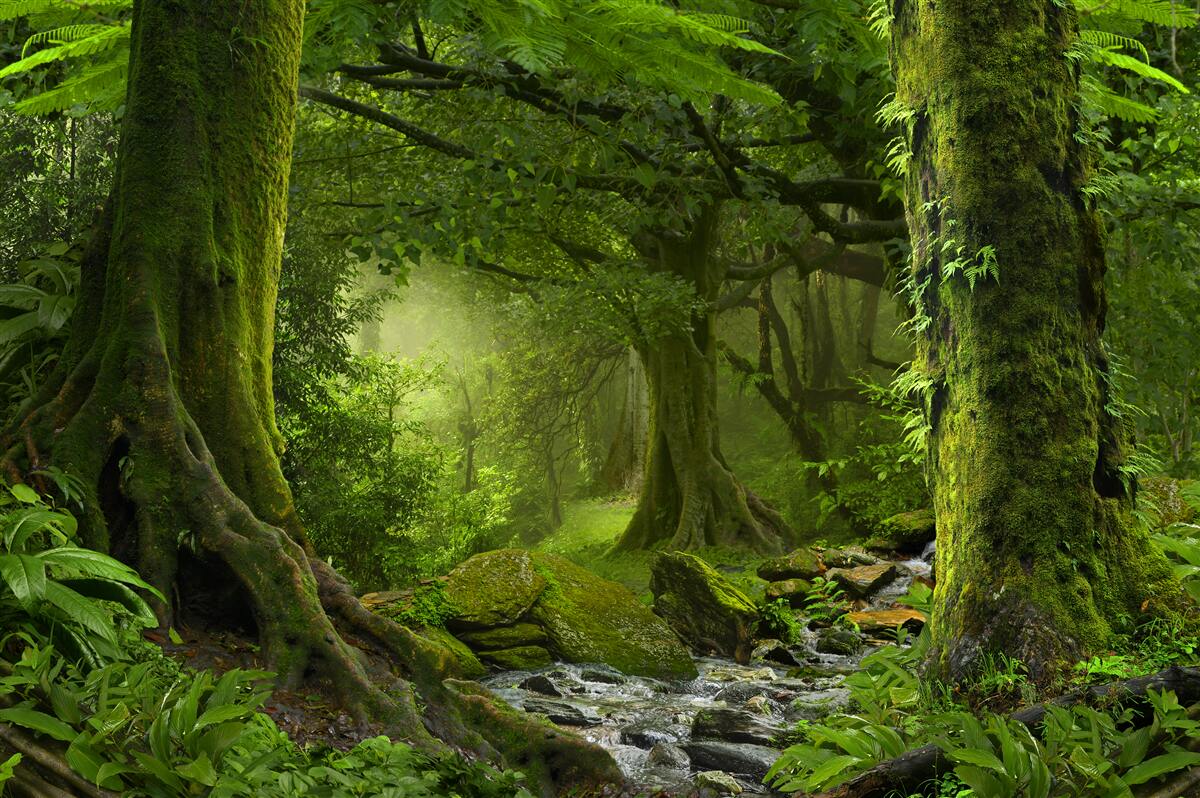 Fototapeta kaskáda v zelenej scenérii listnatého lesa