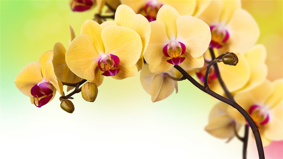 Fototapeta vetva žltej orchidey kvitnúce vo farbe