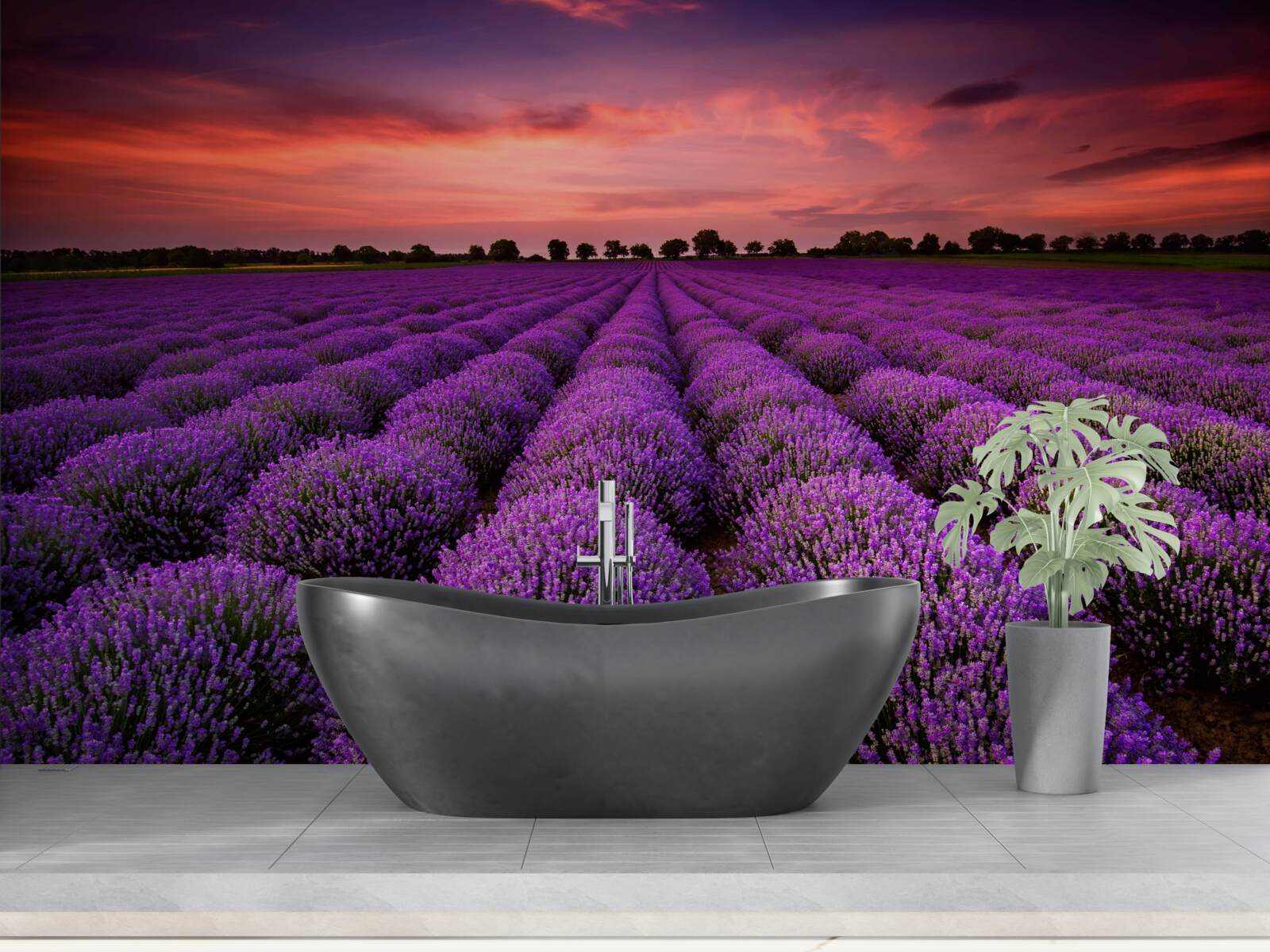 Fototapeta nádherné levanduľové pole