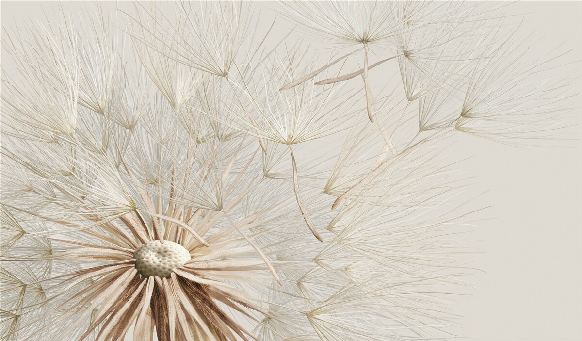 Fototapeta púpavy kvitnú pod vplyvom vetra