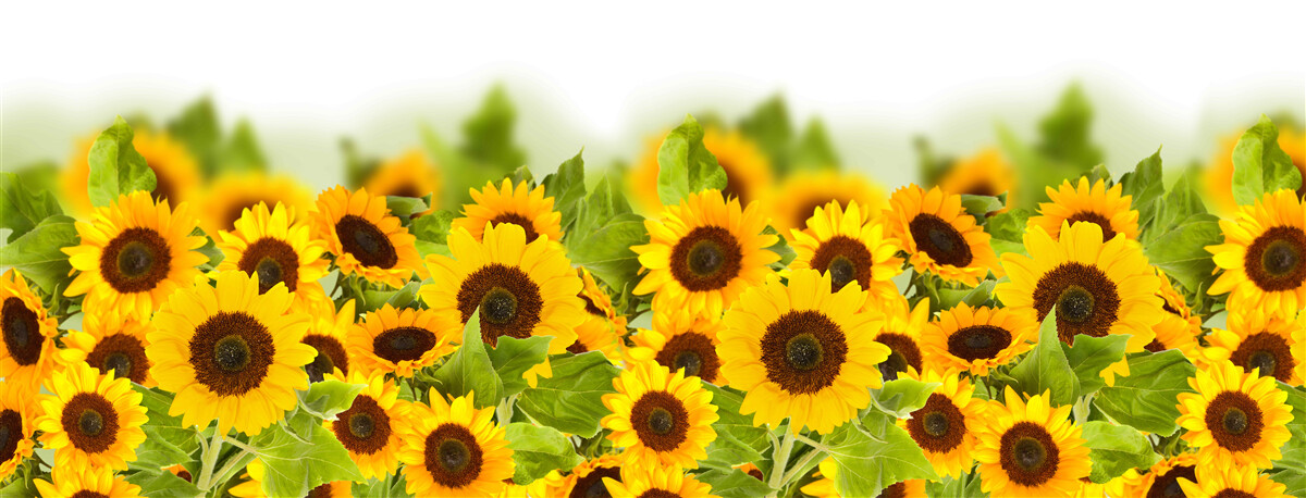 Fototapeta je tam úžasné množstvo slnečníc