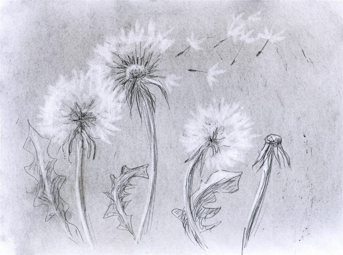 Fototapeta cesta jemnej púpavy vzduchom