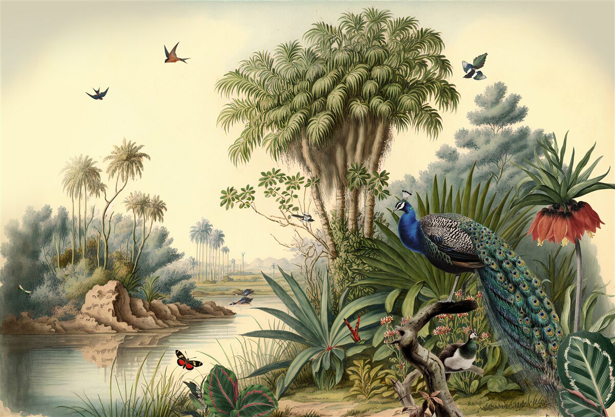 Fototapeta páv vo svojom reálnom prostredí