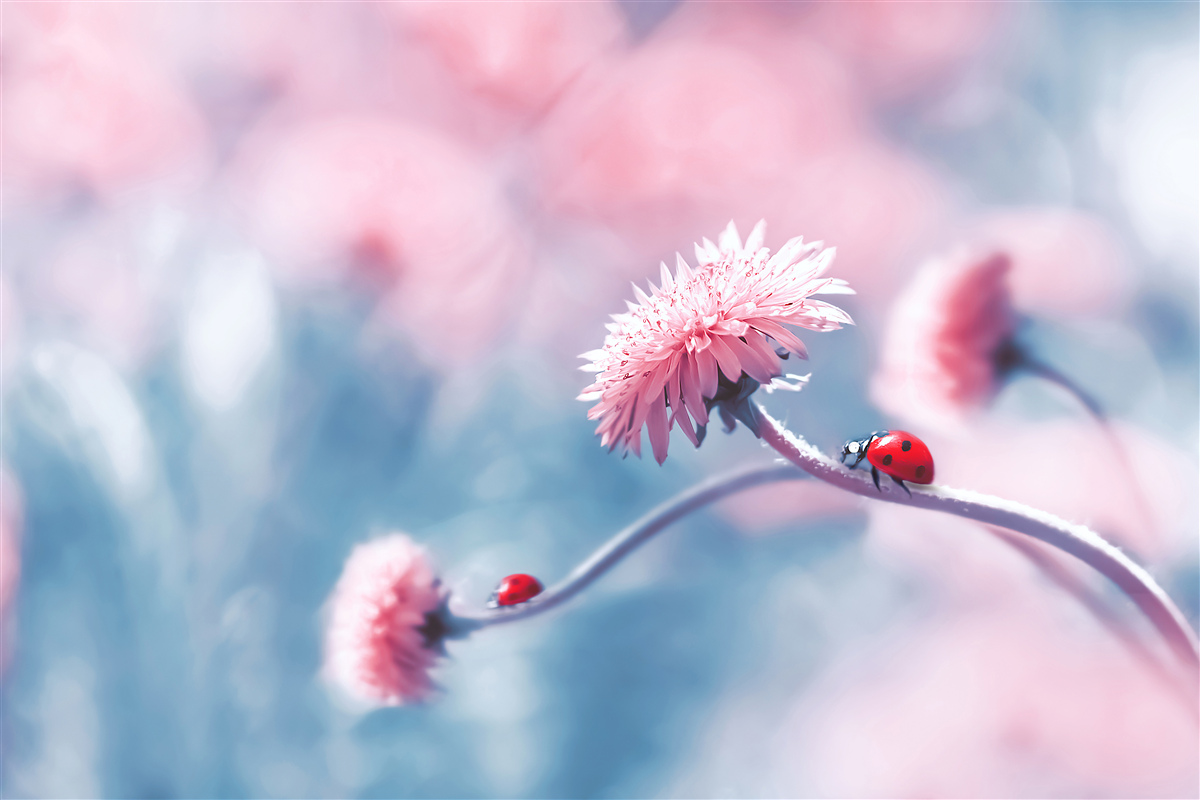 Fototapeta kravy patriace bohu sú na ružových kvetoch