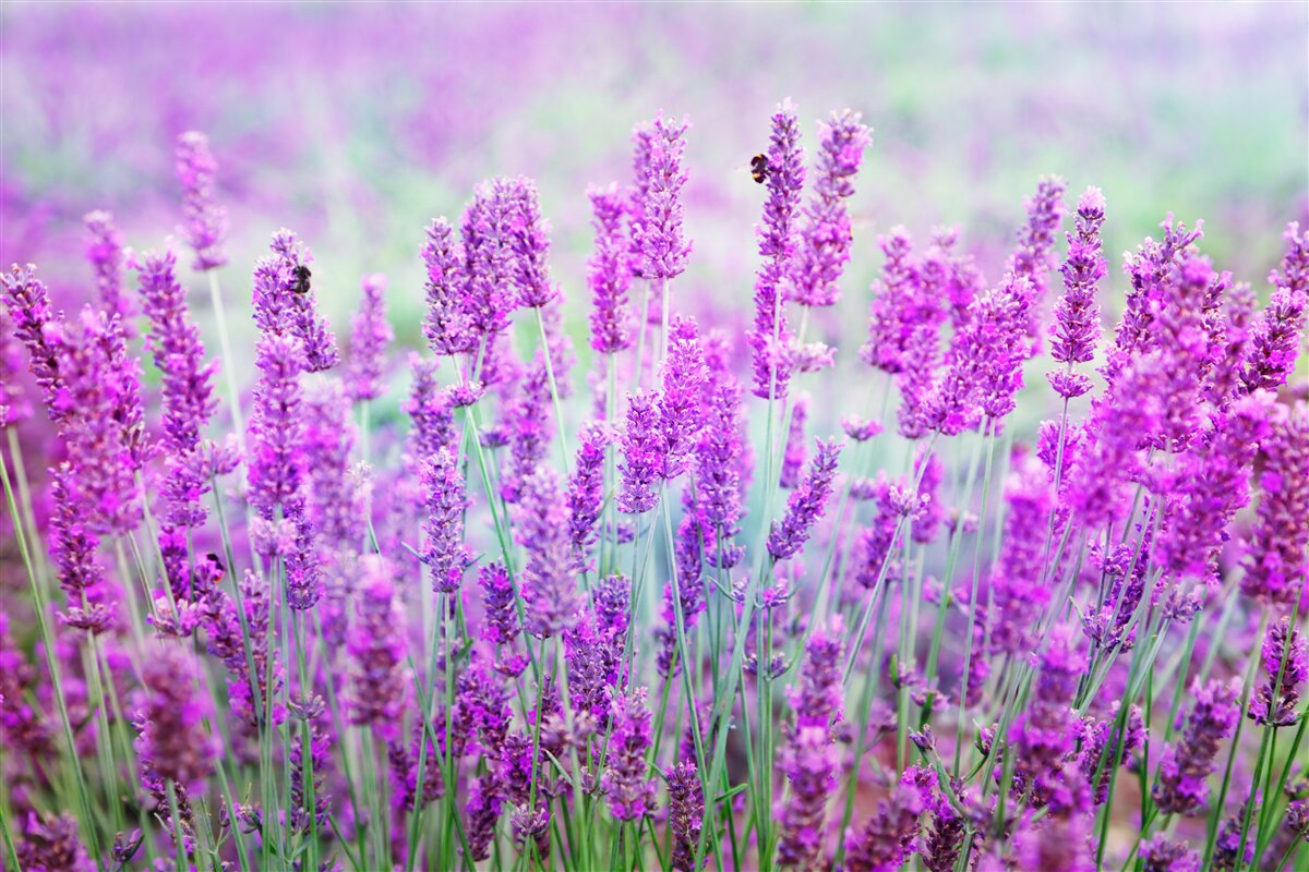 Fototapeta pole levanduľových kvetov