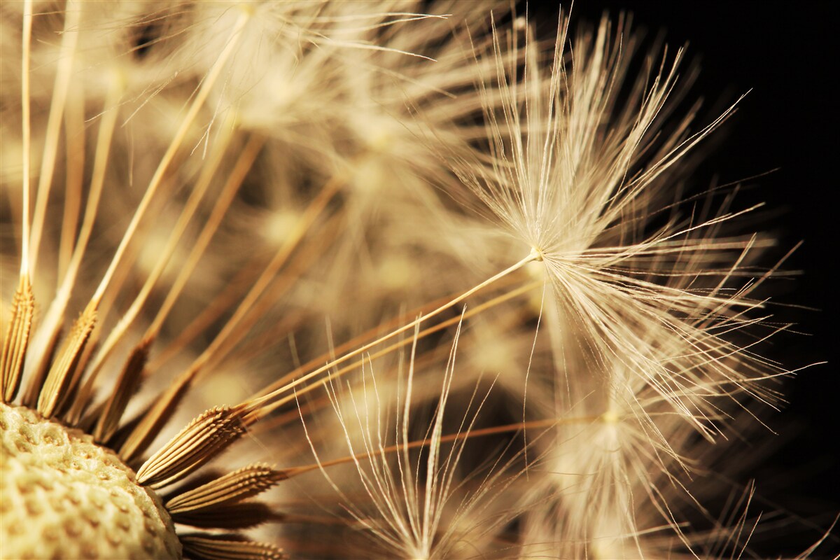 Fototapeta kvety púpavy sú biele na čiernom podklade