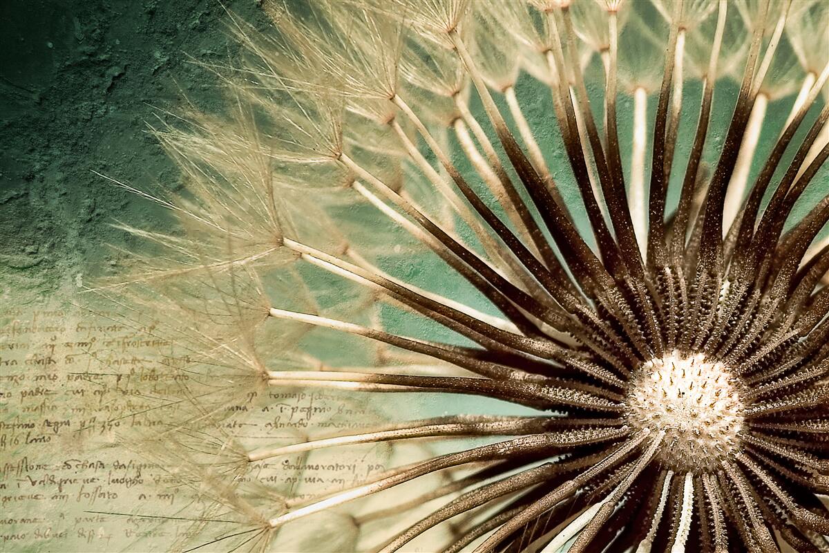 Fototapeta duša púpavy je plná nehy