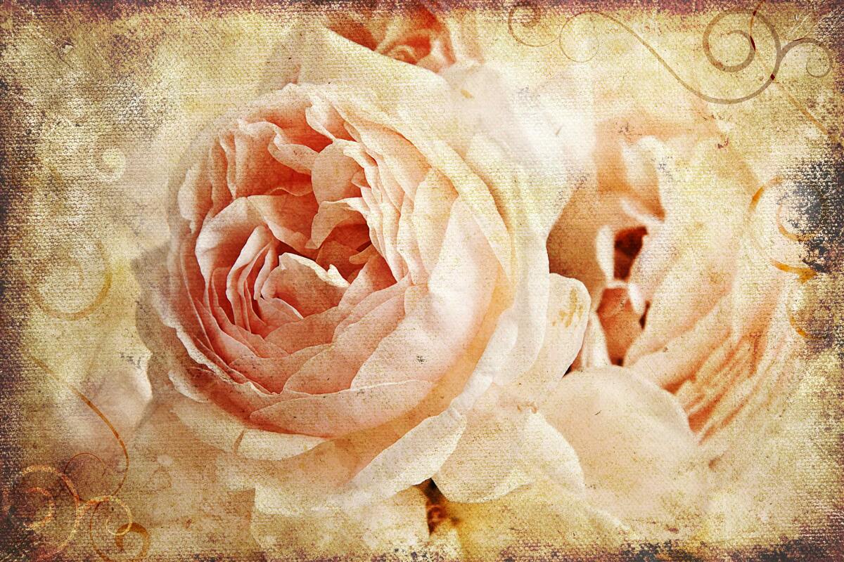 Fototapeta dva vintage ružové kvety