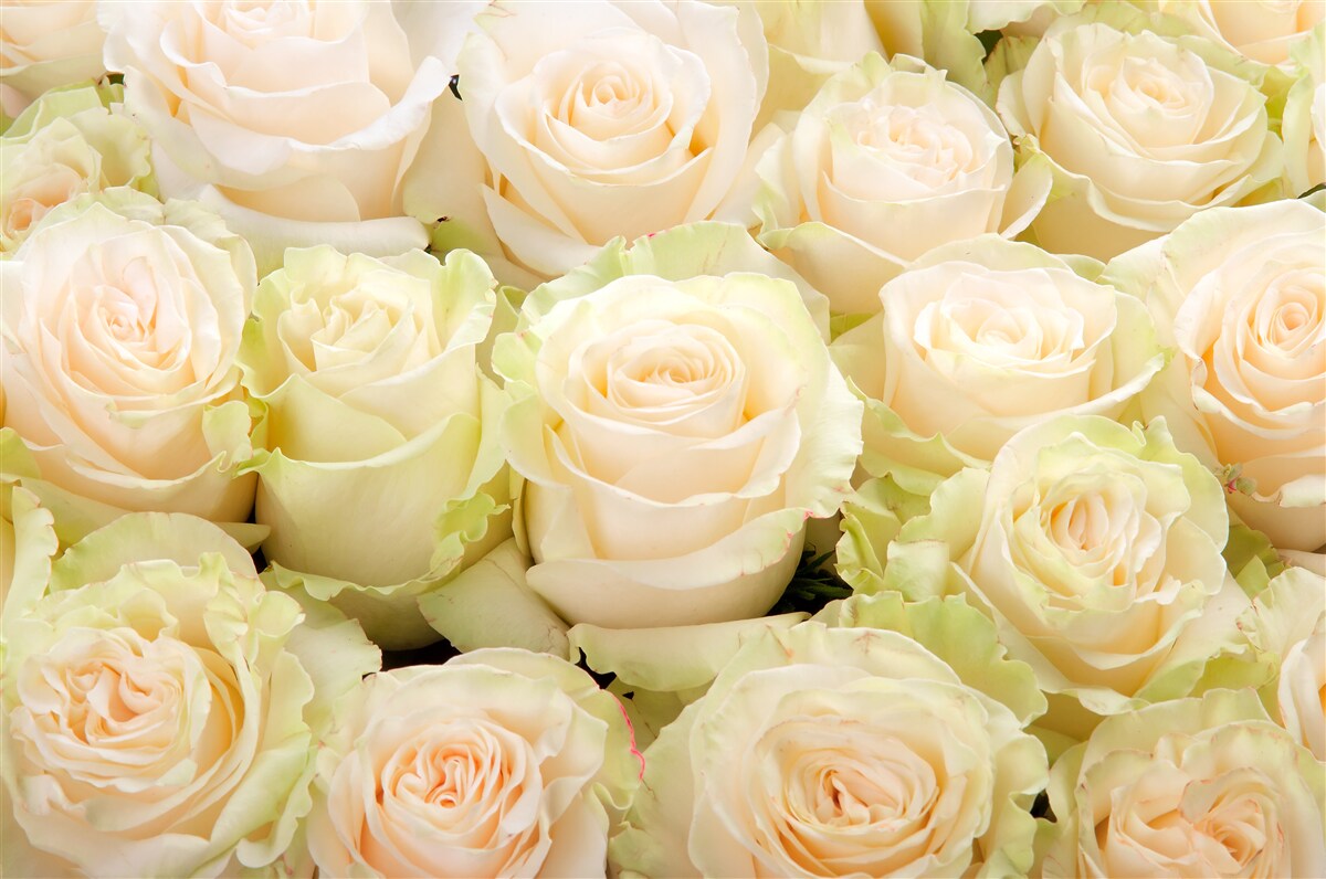 Fototapeta súhrn jemných béžových kvetov