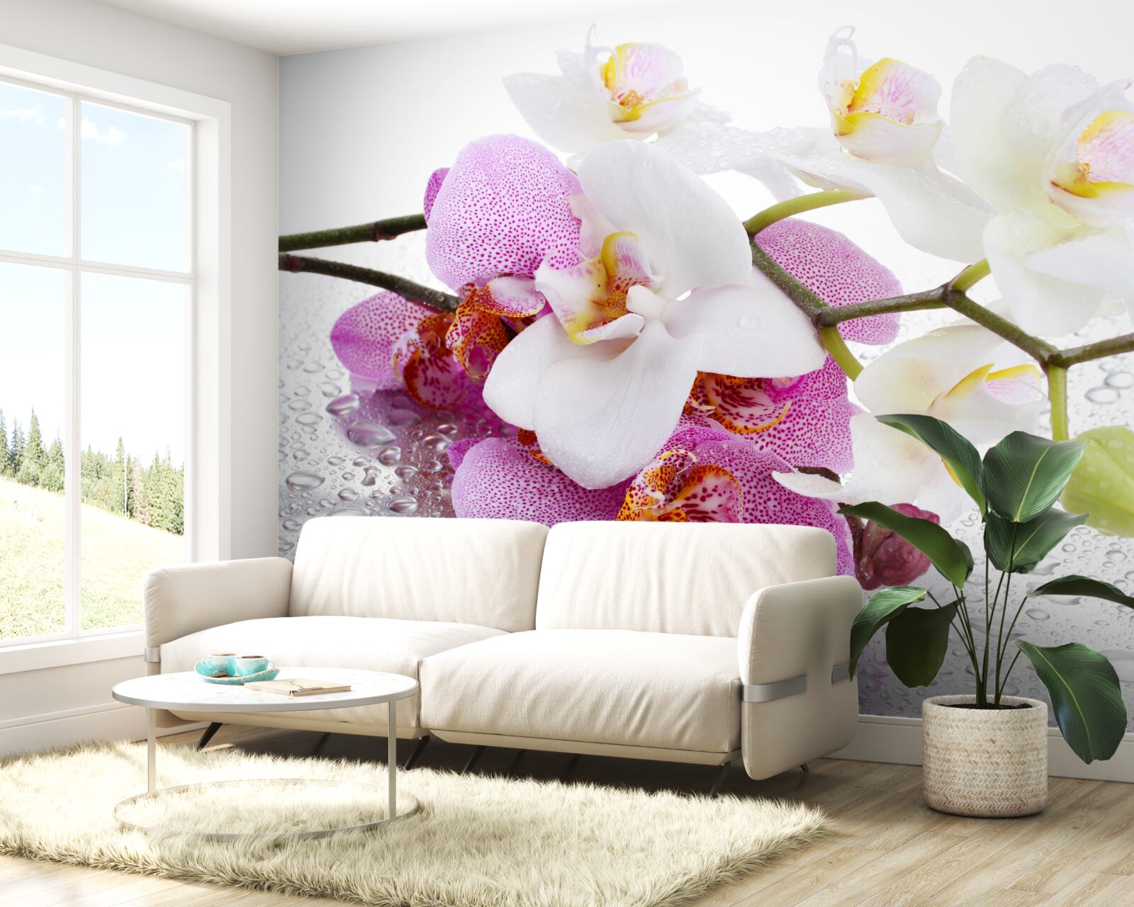 Fototapeta kvapky rosy na vetvách bielej a orgovánovej orchidey