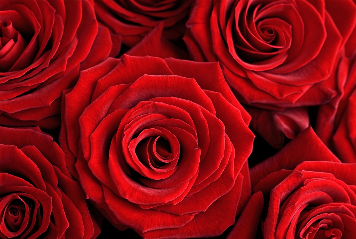 Fototapeta súhrn tradičných červených ruží