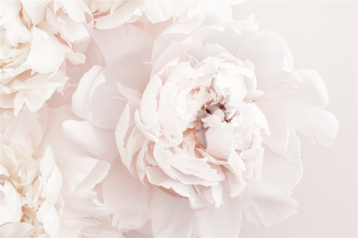 Fototapeta pivonka s jemnou pastelovou krásou