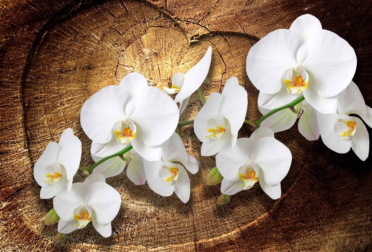 Fototapeta Snehobiela orchidea na rezanom kmeni stromu