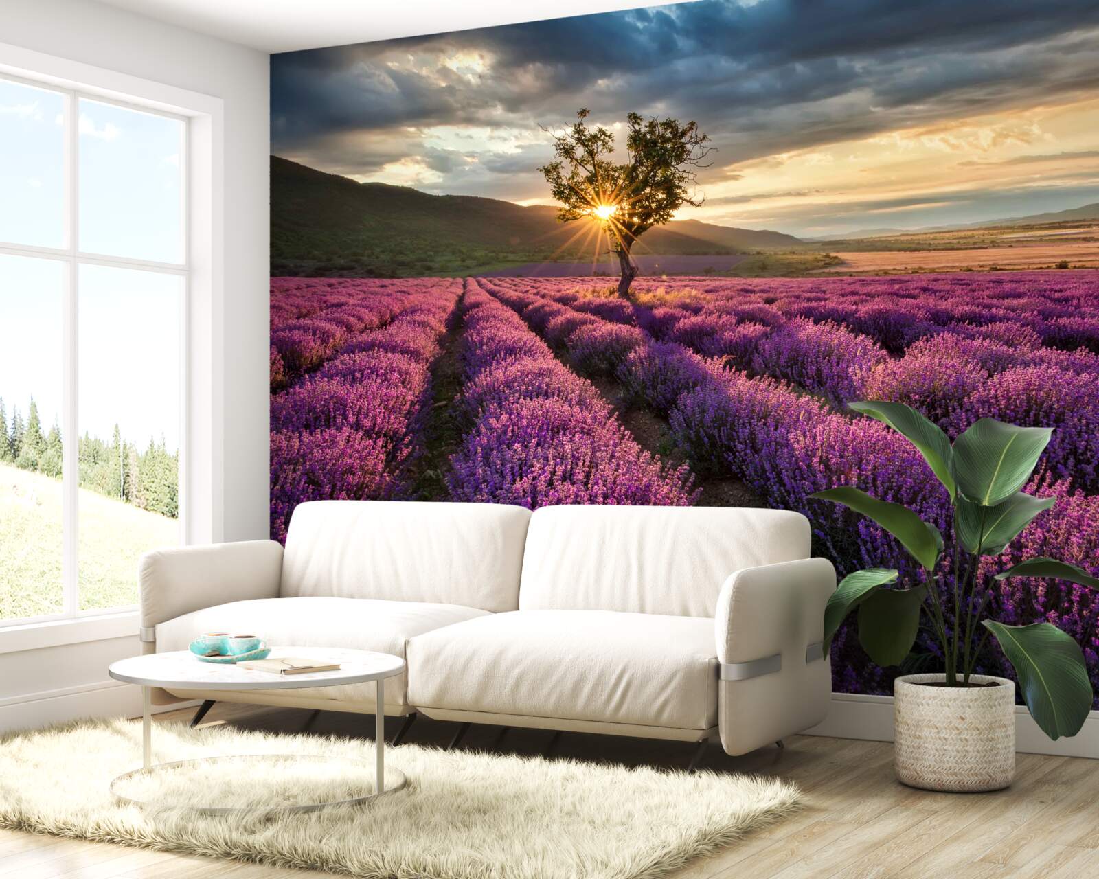 Fototapeta západ slnka v levanduľovom poli obklopuje izolovaný strom