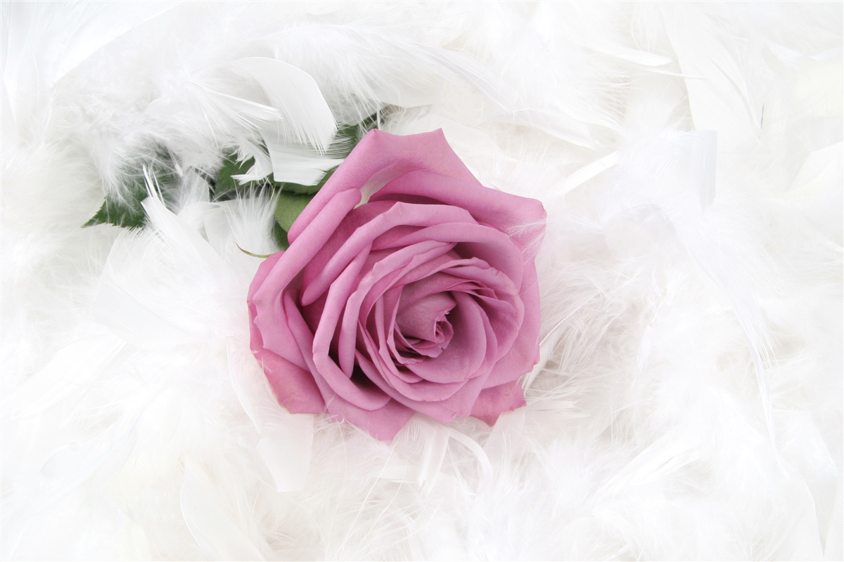 Fototapeta fialová ruža obklopená bielym perím