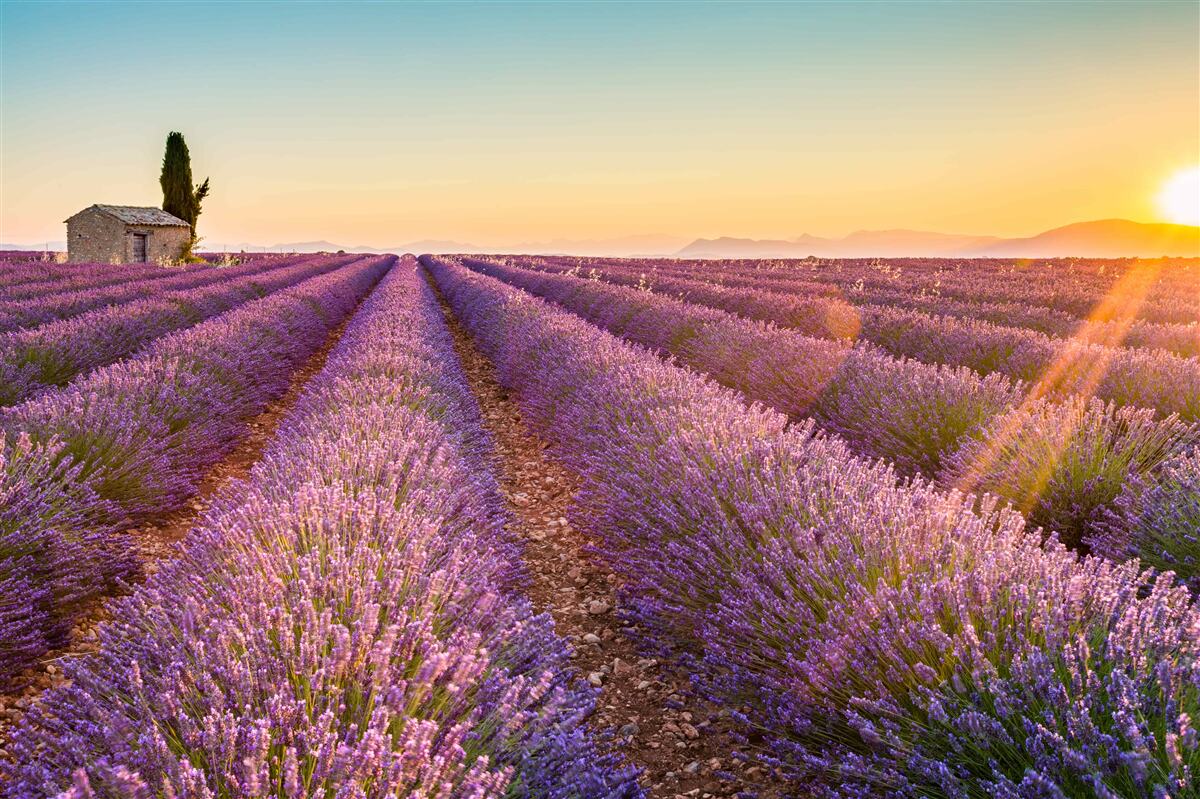 Fototapeta Nad levanduľovým poľom začalo svitať