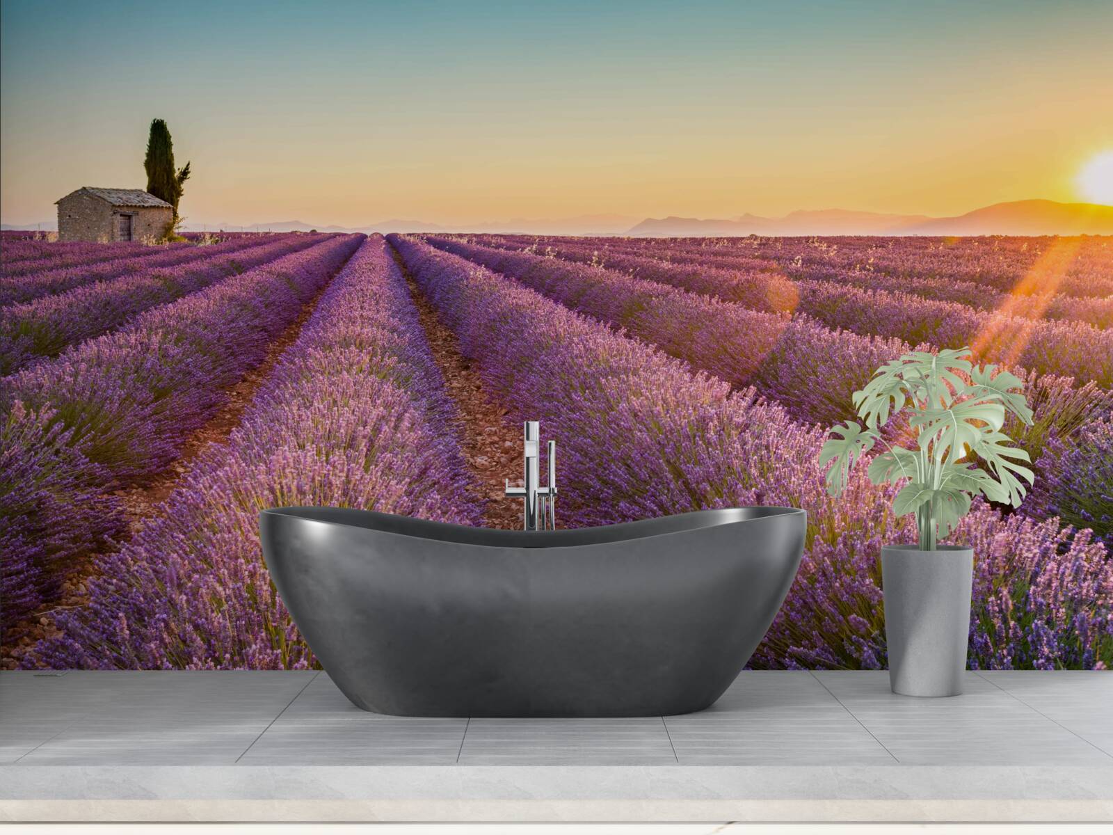 Fototapeta Nad levanduľovým poľom začalo svitať