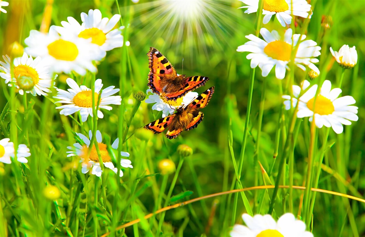 Fototapeta harmančeky na poli posiatom motýľmi