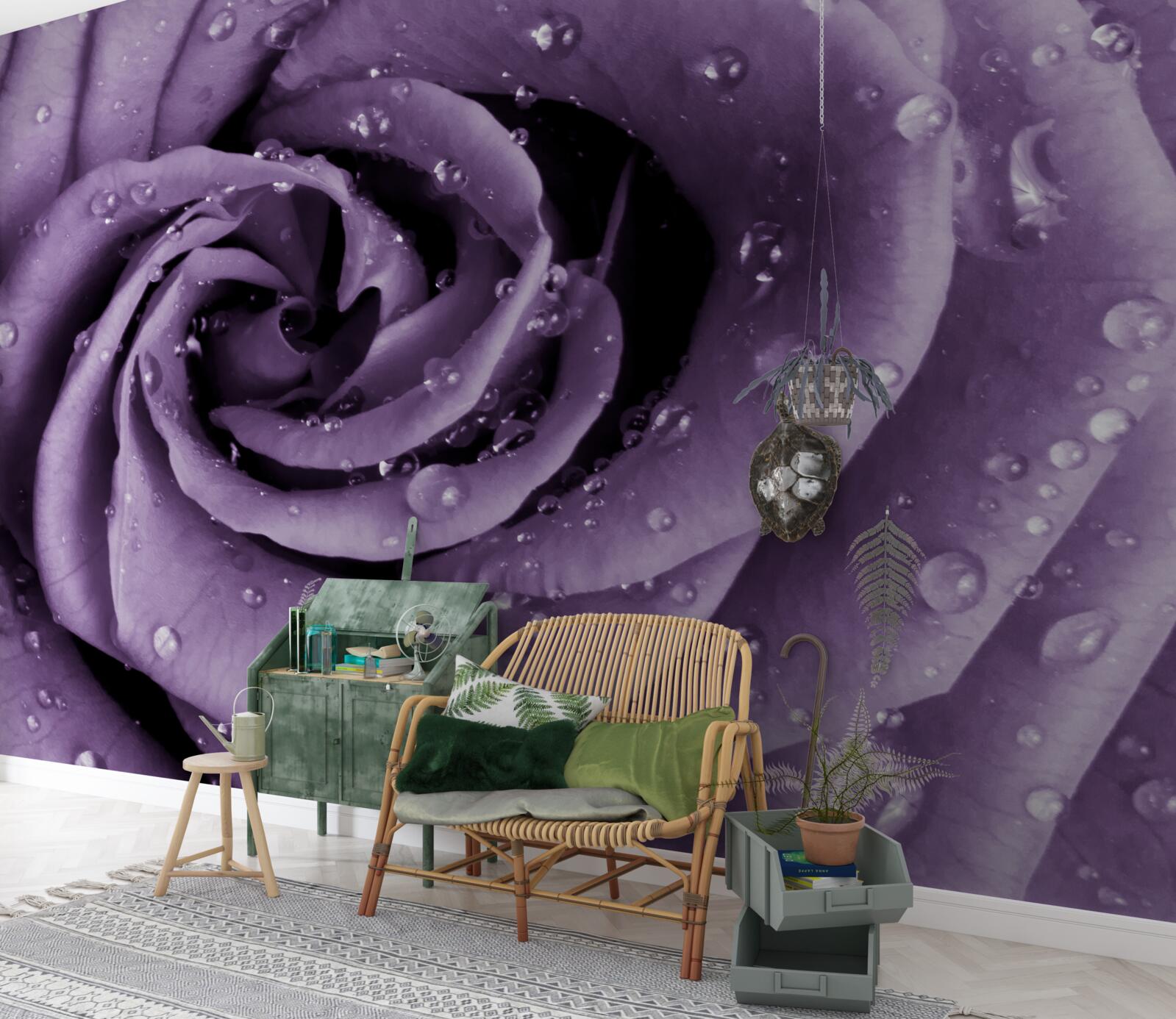 Fototapeta ranná rosa na fialovej ruži