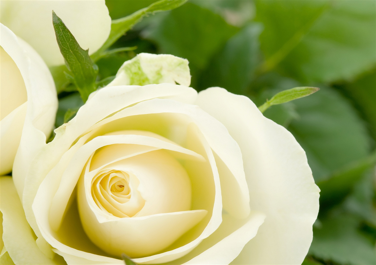 Fototapeta béžová ruža so zelenými listami