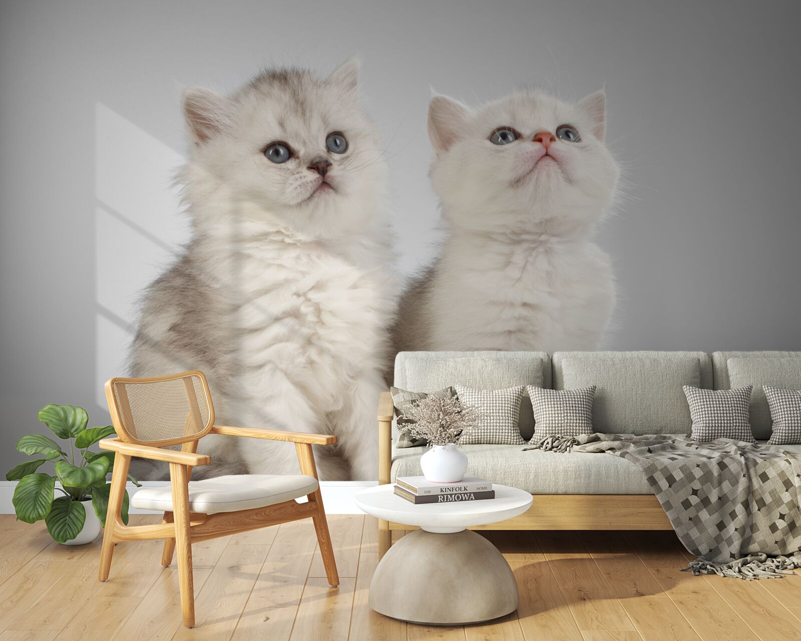 Fototapeta dve malé mačky sa pozerajú