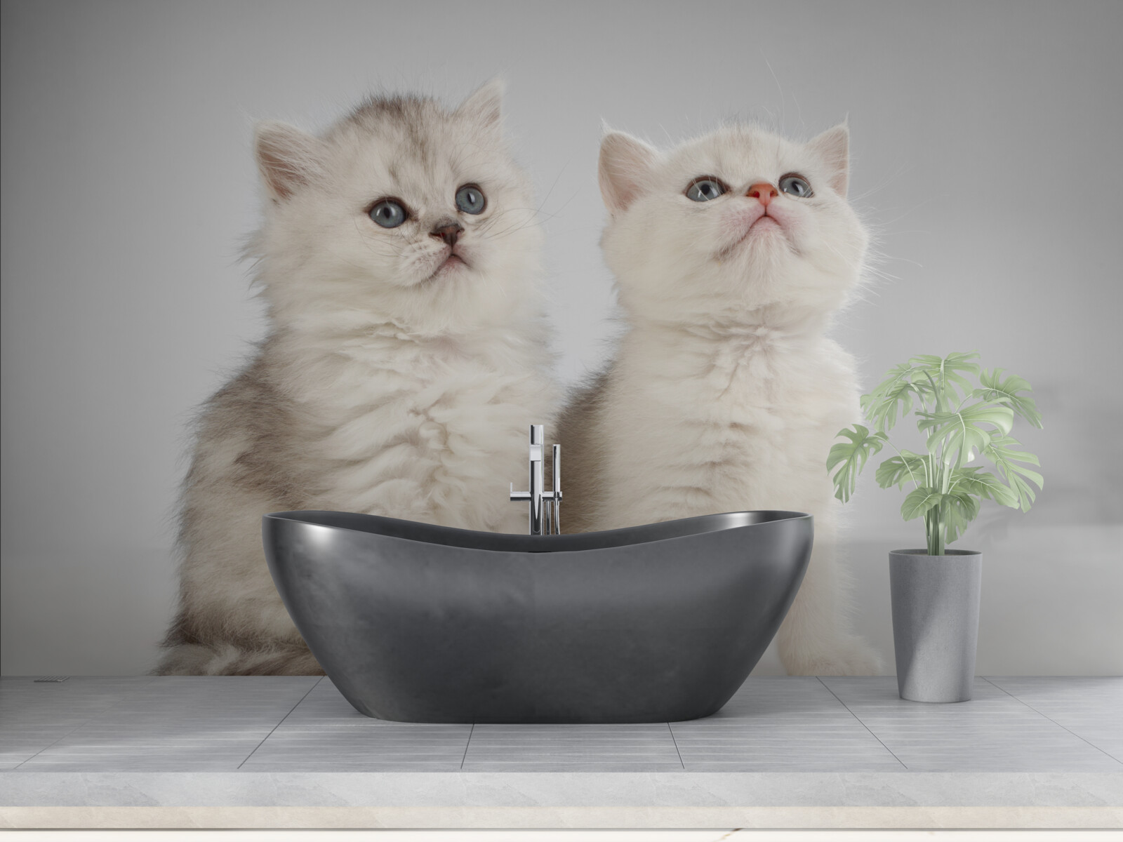 Fototapeta dve malé mačky sa pozerajú