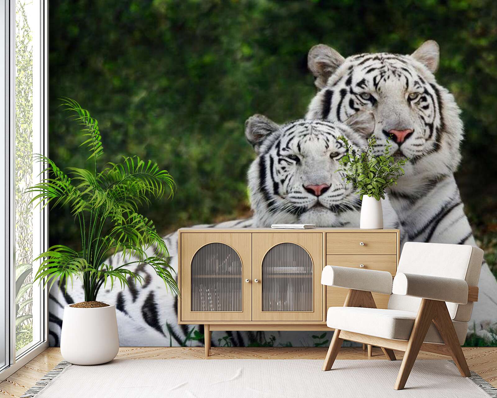 Fototapeta V lese žijú dva biele tigre, vydaté