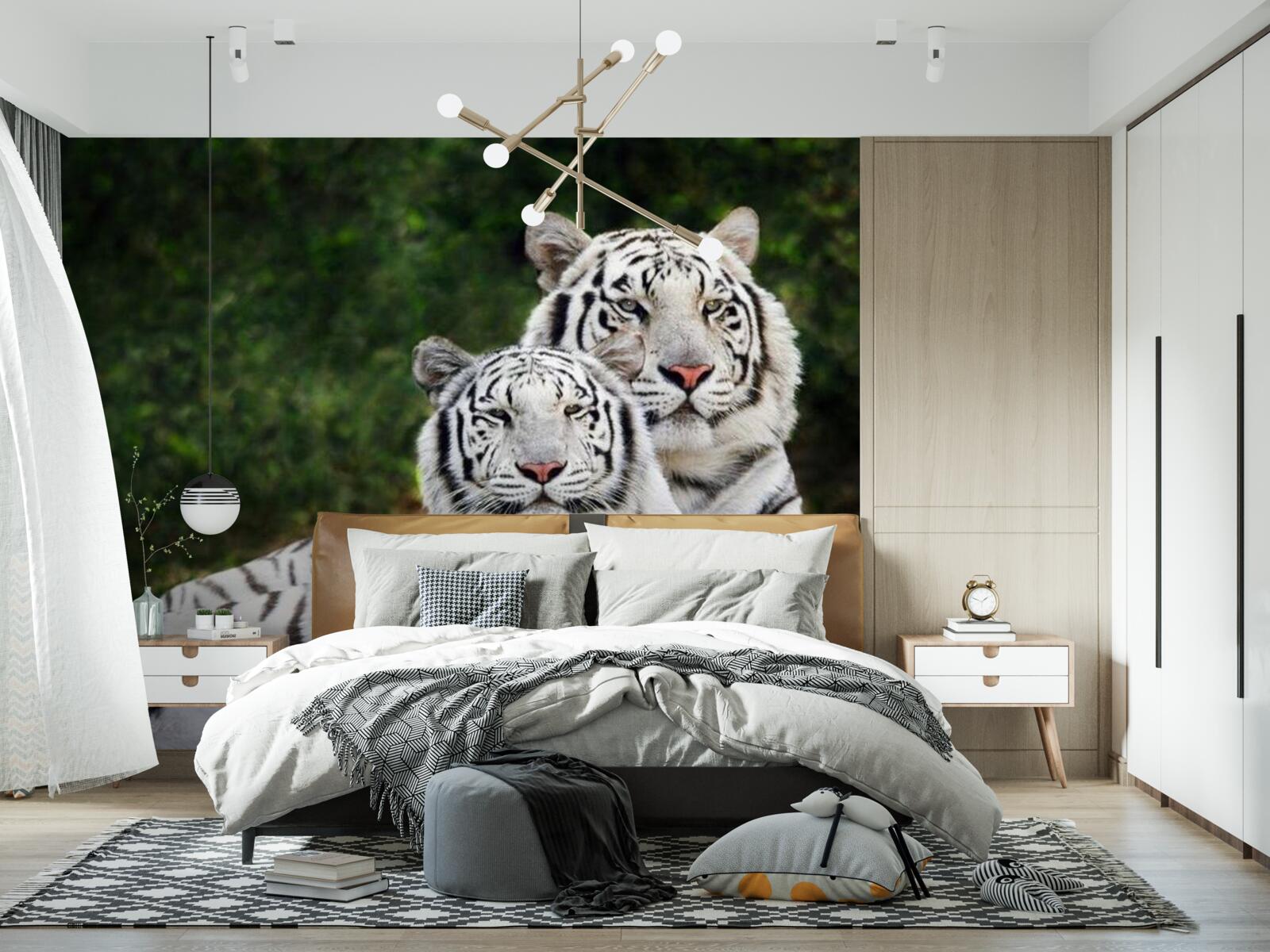 Fototapeta V lese žijú dva biele tigre, vydaté