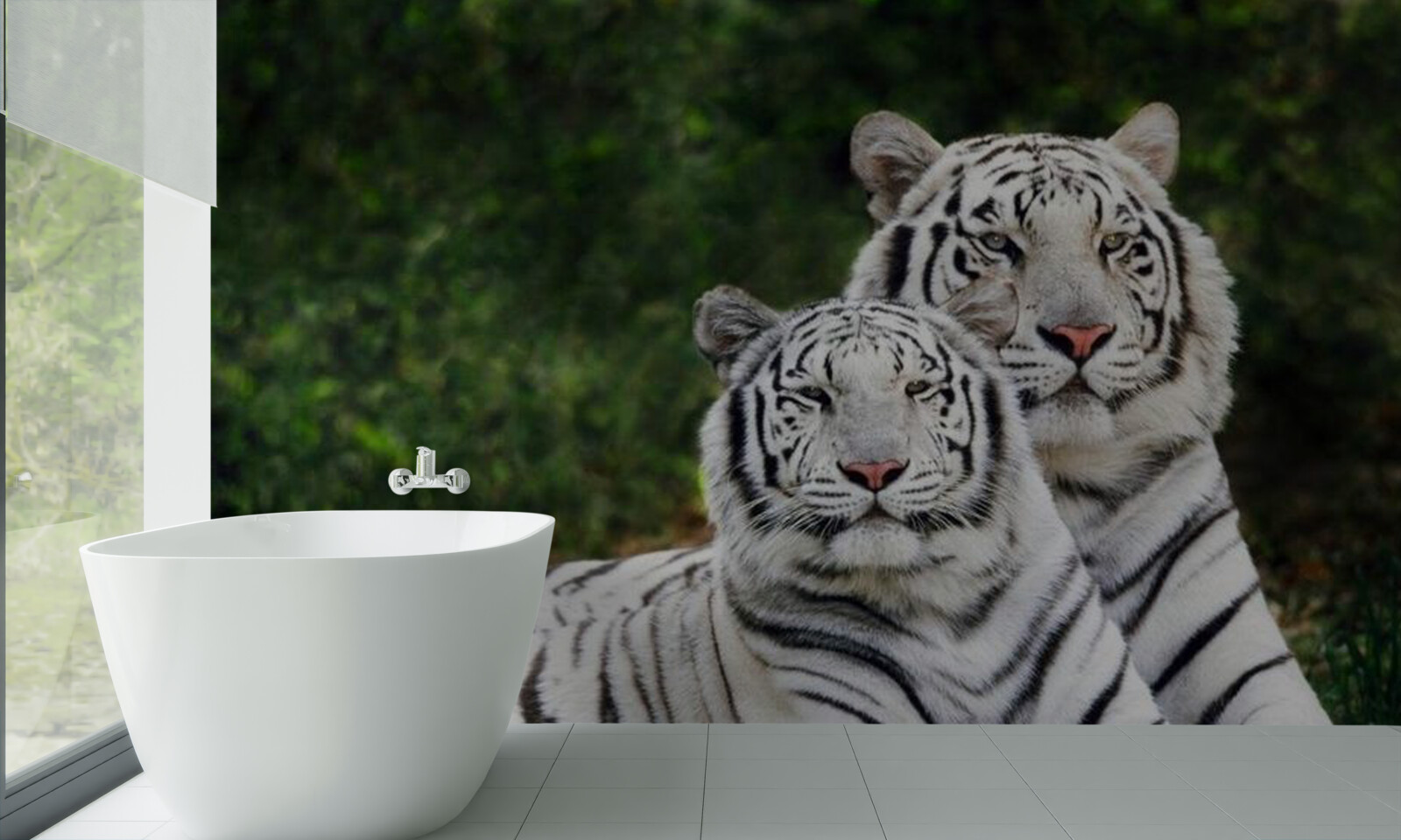 Fototapeta V lese žijú dva biele tigre, vydaté