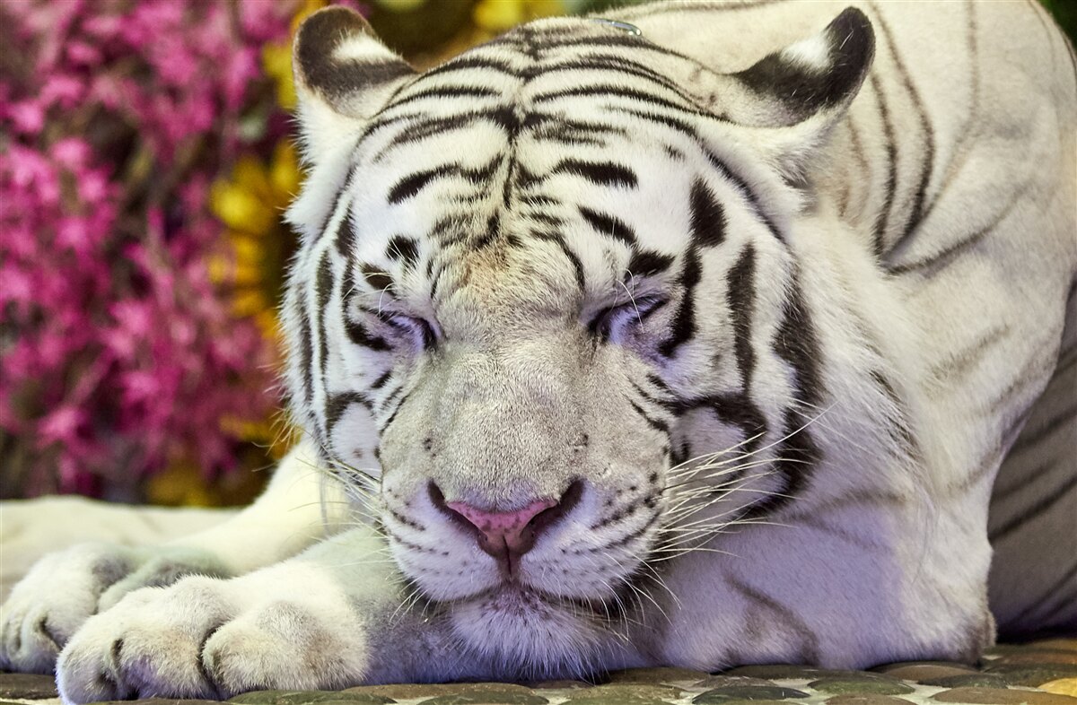 Fototapeta medzi kvetmi odpočíva biely tiger