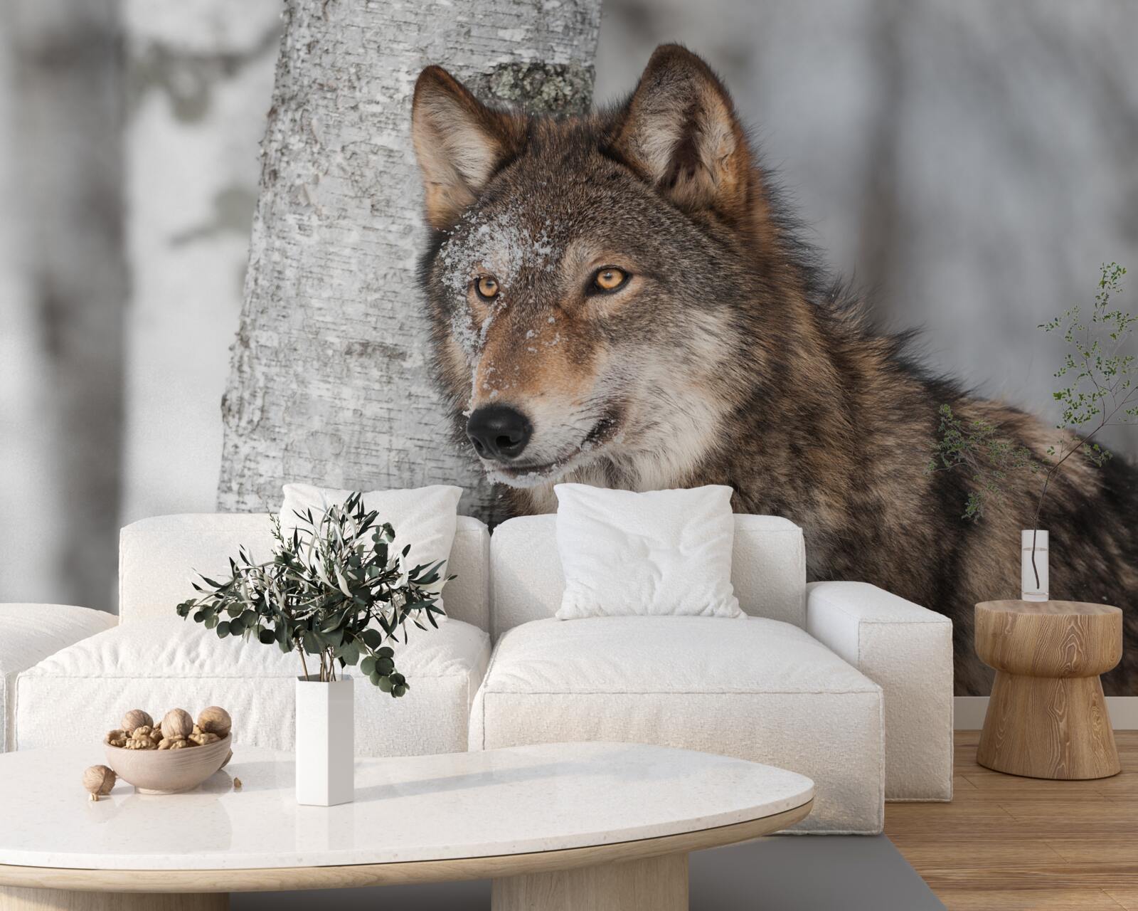 Fototapeta vlk škoricovej farby spadol do zálohy vedľa brezy