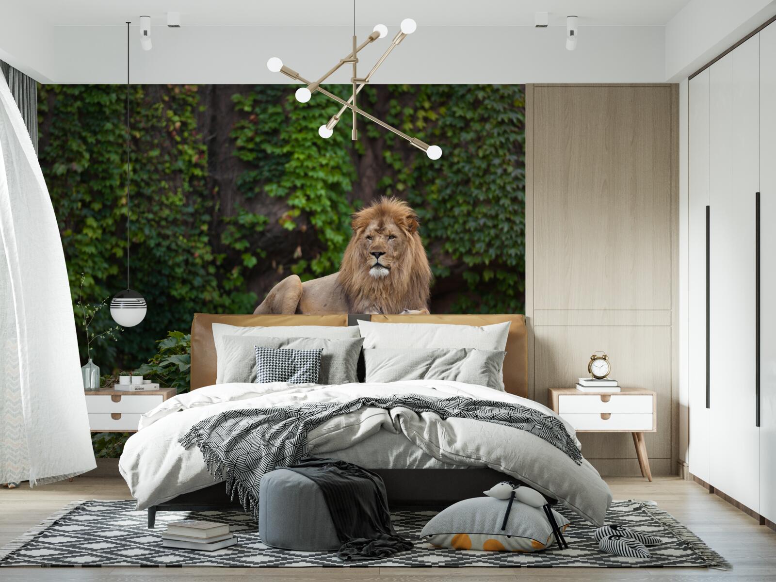 Fototapeta na kameni obrastenom machom spočíva majestátny lev