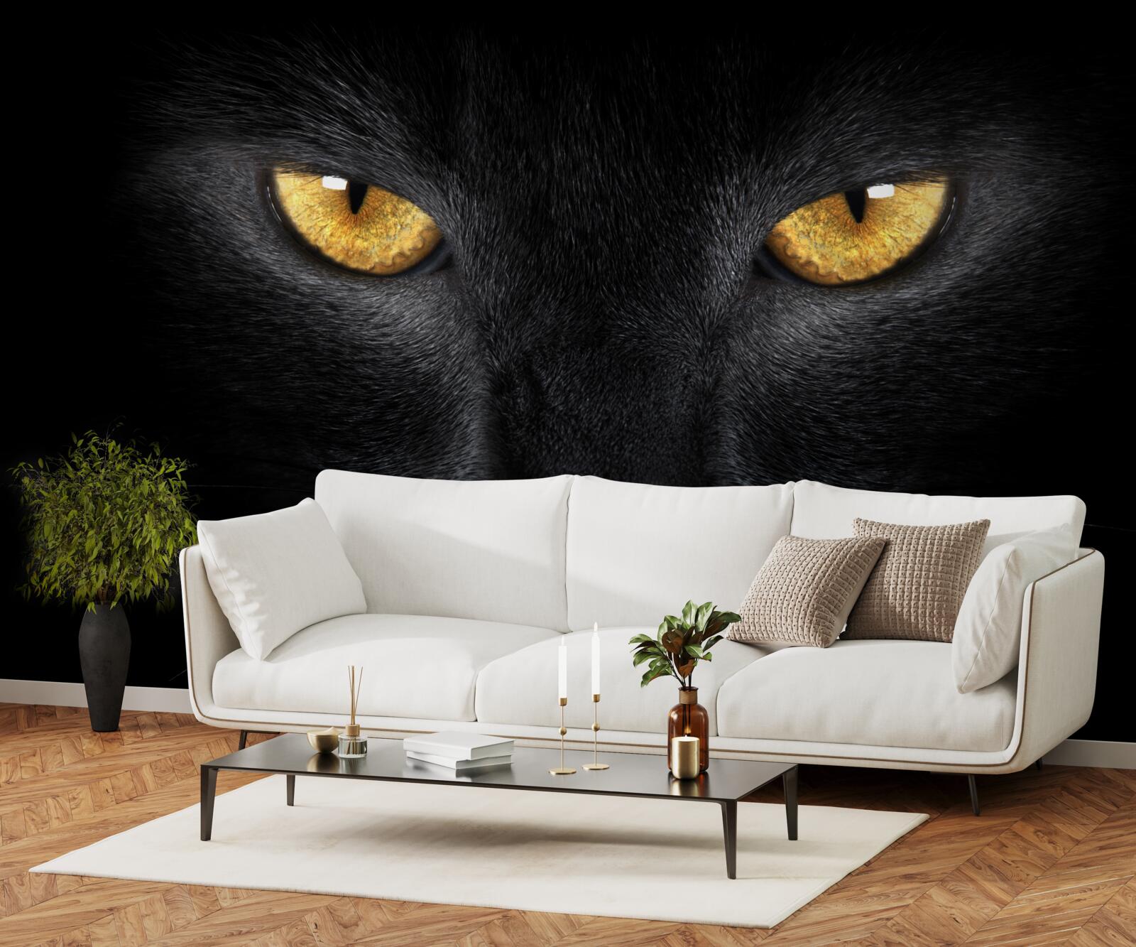 Fototapeta prenikavý pohľad čiernej mačky