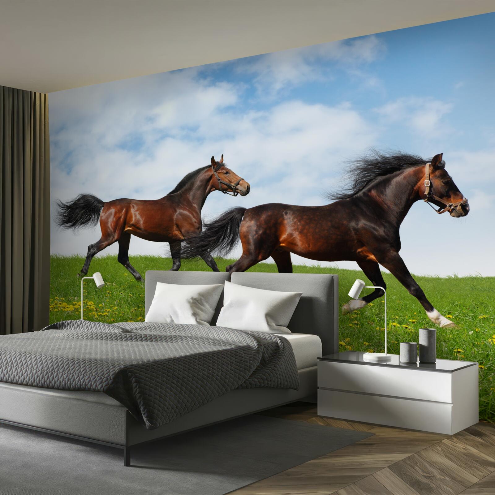 Fototapeta ranné kone bežiace cez čistinku