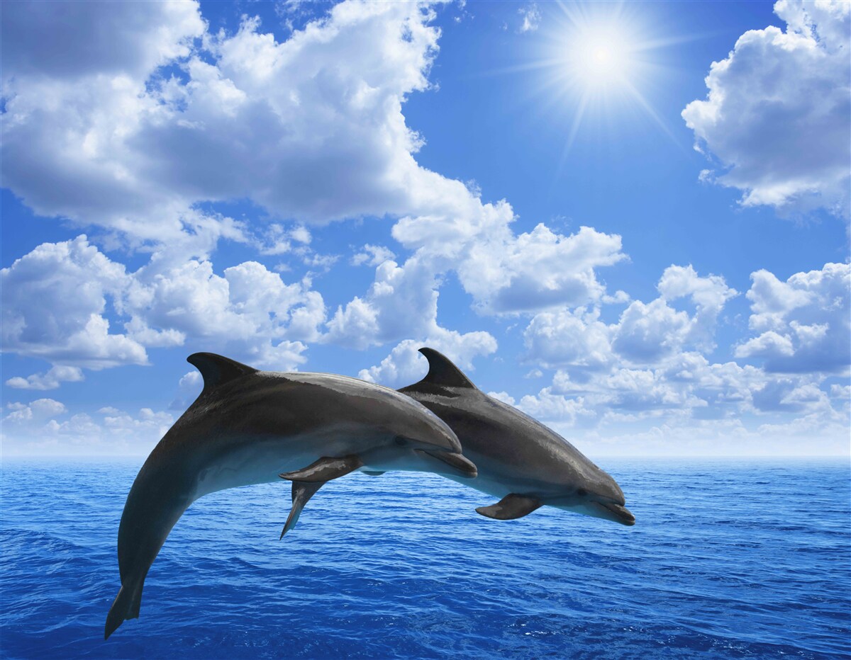 Fototapeta delfíny skákajúce cez vodnú hladinu