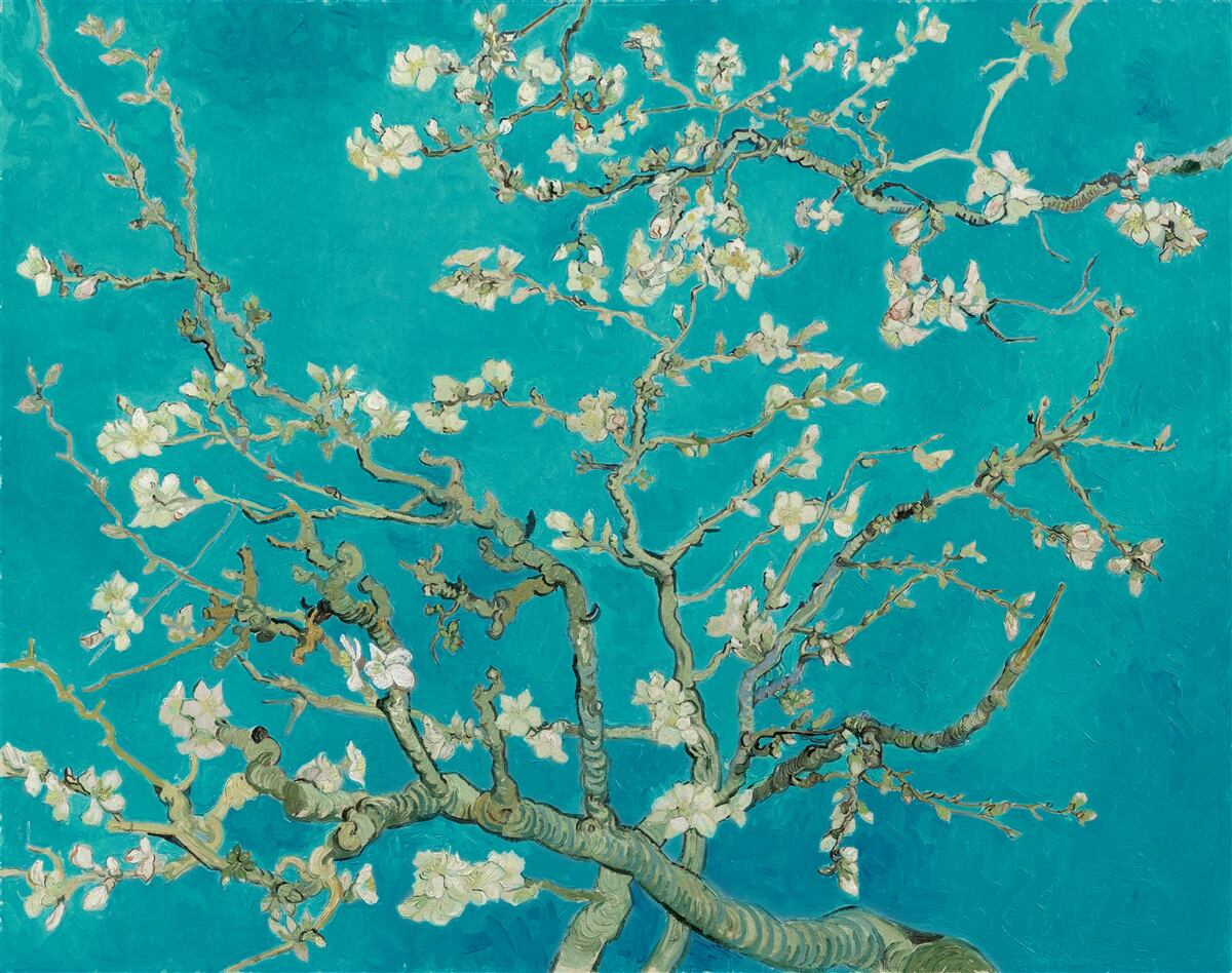 Fototapeta kvitnúce mandľové konáre