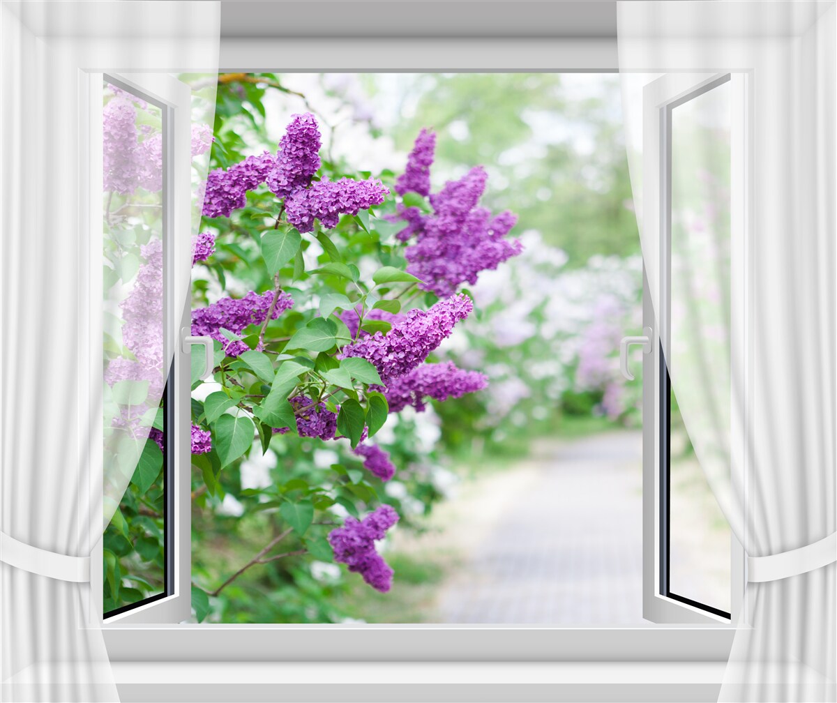 Fototapeta biele okno je zdobené orgovánmi